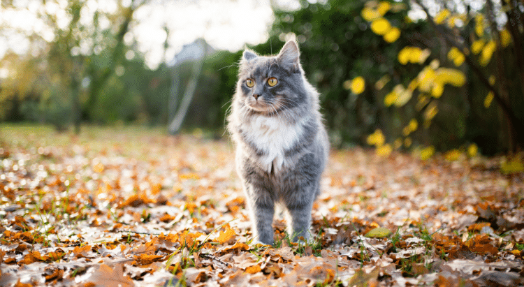 Katzenhaltung im Herbst: Katze drinnen oder draußen halten?
