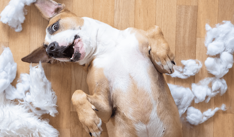 Vom Welpen zum Junghund: Die Pubertät beim Hund