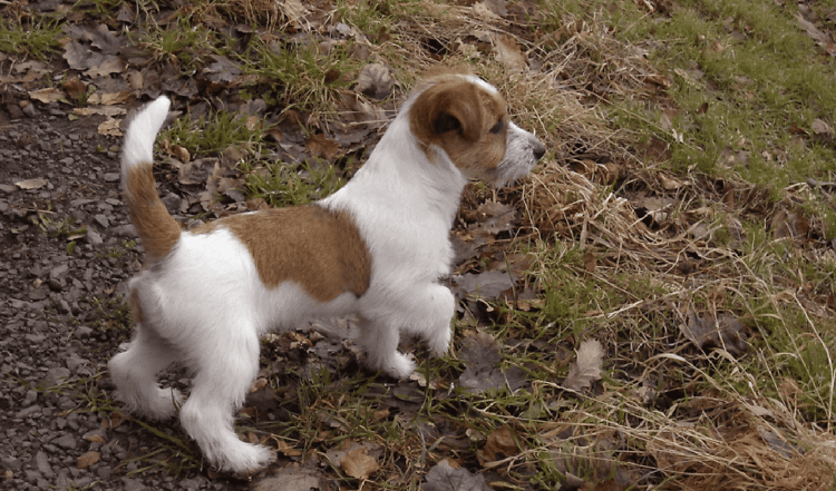 Der Jack Russel Terrier