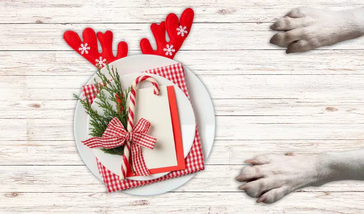 Ungeeignete Speisen für Hunde zu Weihnachten: Vorsicht bei Festtagsleckereien
