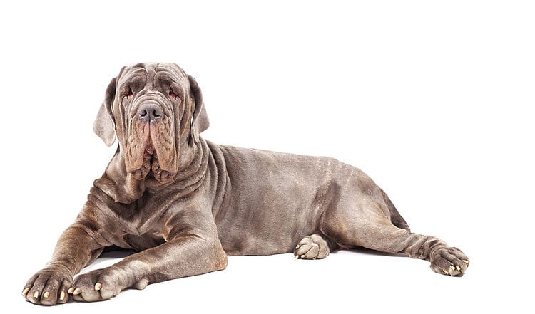 Große Hunde richtig ernähren