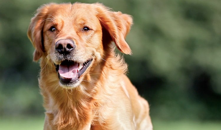 Der Golden Retriever im Portrait
