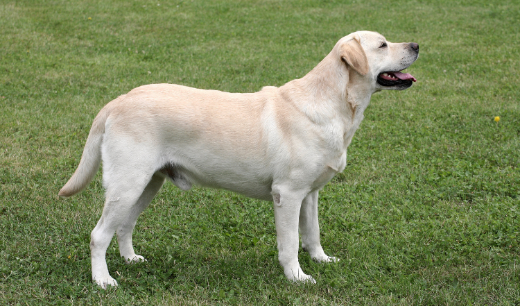 Übergewicht bei Hunden – Was kann ich tun?