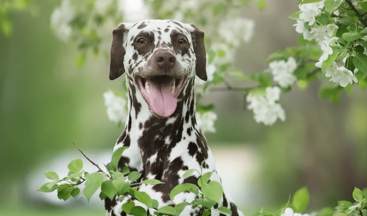 Aktivitäten für den Frühling mit Hund