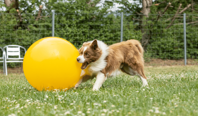 Gemeinsam aktiv: Fußballtraining mit dem Vierbeiner (Treibball)