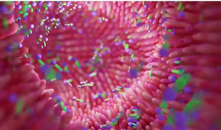 Die Darmflora unserer Katzen