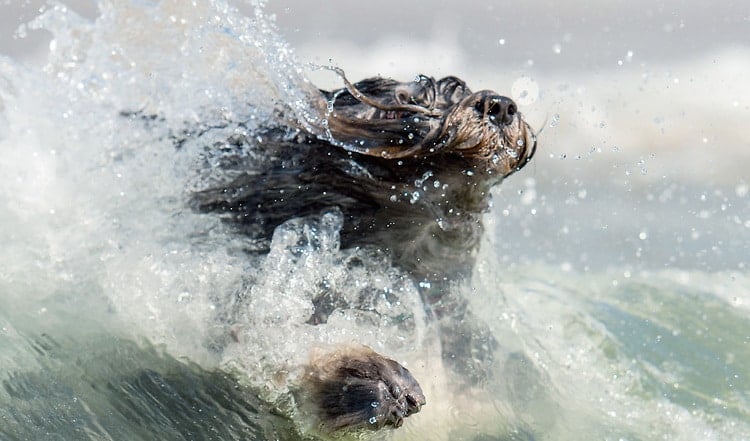 Der Polski Owczarek Nizinny