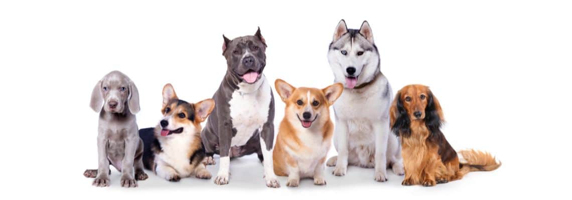 Verschiedene Rassen und Gr&ouml;&szlig;en von Hunden.