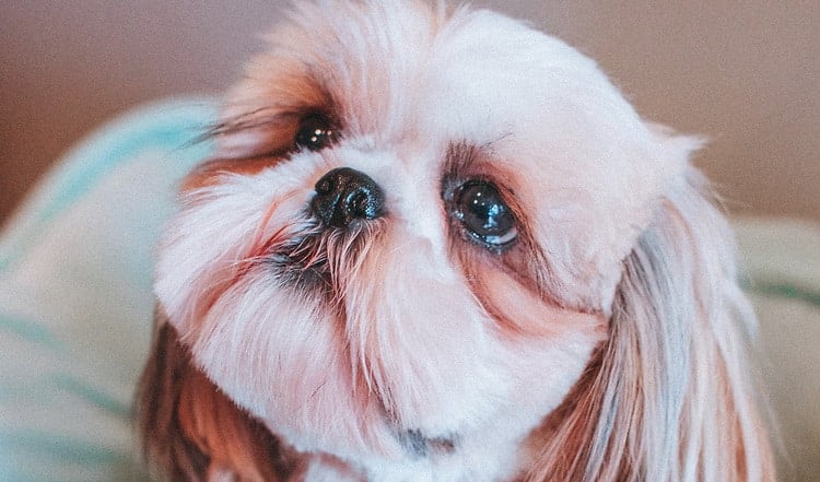 Augenerkrankungen beim Hund