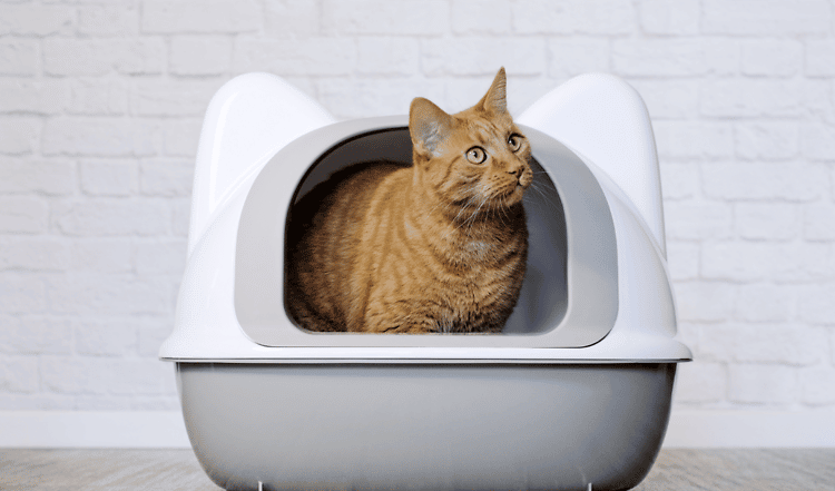 Durchfall bei Katzen