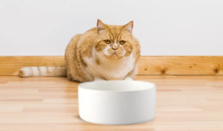 Mäkelige Katzen: So kannst Du den Appetit anregen