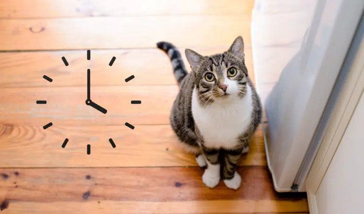 Wie oft solltest Du Deine Katze füttern?