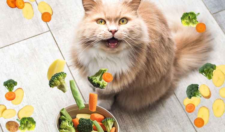 Gemüse & Obst für Katzen