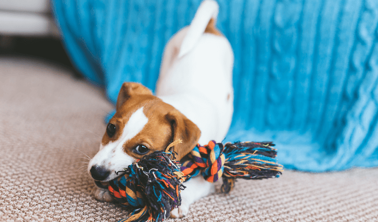 Territoriales Imponiergehabe - Kolumne von Jana Rätke