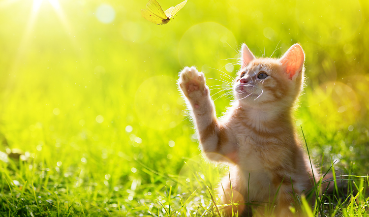 BARF Rezept zu Ostern für Katzen