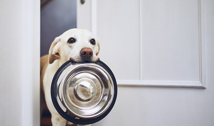 10 BARF Tipps gesunder Tiernahrung