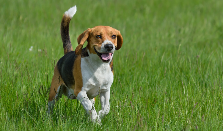 Schutz vor Zecken – so bewahrst Du Deinen Vierbeiner vor Zecken!