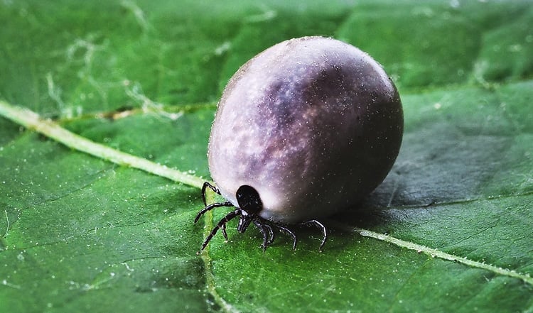 Zeckenbisse bei Hunden & Katzen