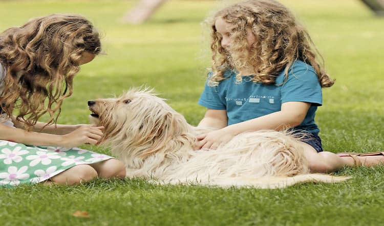 Emotionen beim Hund sehen lernen
