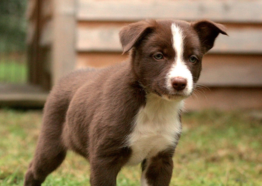 Border Collie Welpe