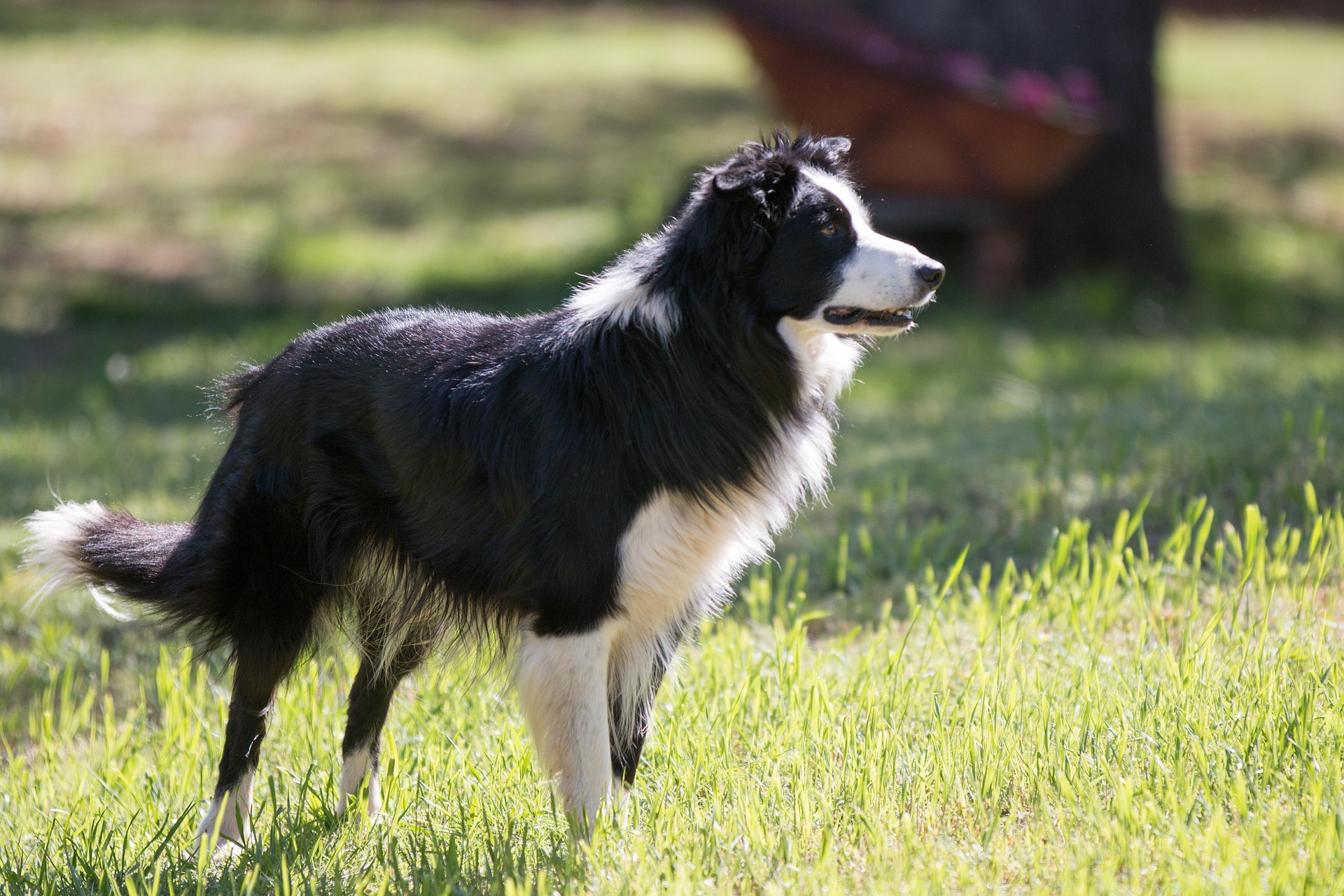 Border Collie