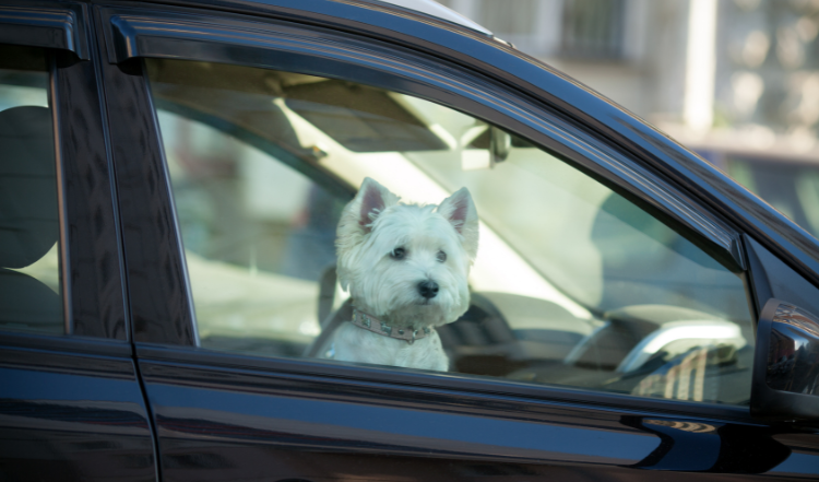 Das Auto im Sommer: Gefahr für Deinen Hund!