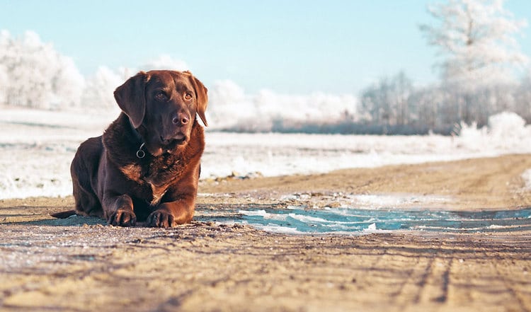 Eisige Winterzeit – so bleibt Dein Hund gesund