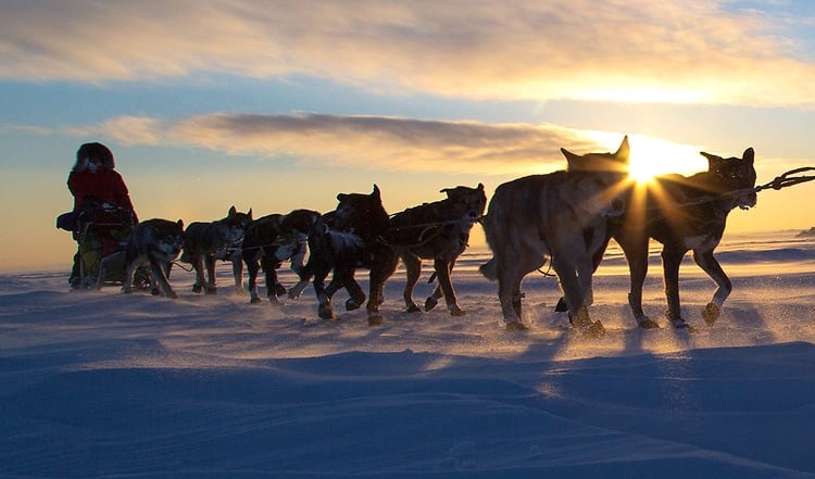 Abenteuer Hundeschlitten