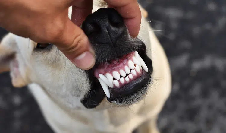 Das Gebiss des Hundes: Ein faszinierendes Werkzeug der Natur