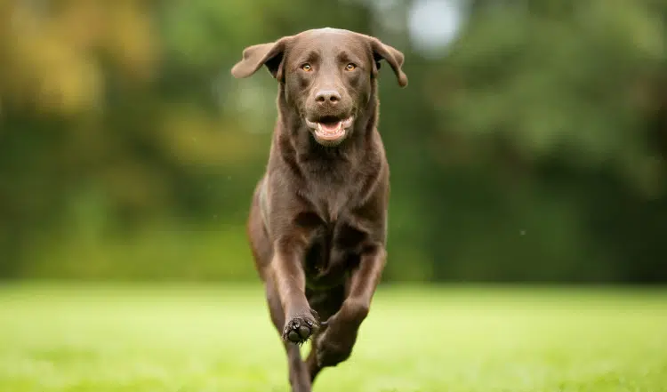 Besondere Ernährungsbedürfnisse beim Hund
