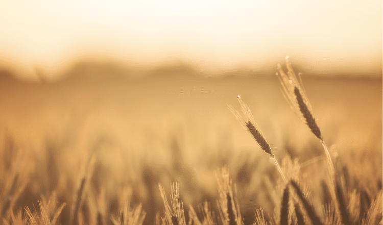 Vorsicht vor Grannen