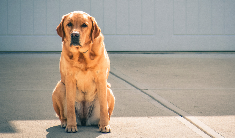 Gelenkerkrankungen beim Hund