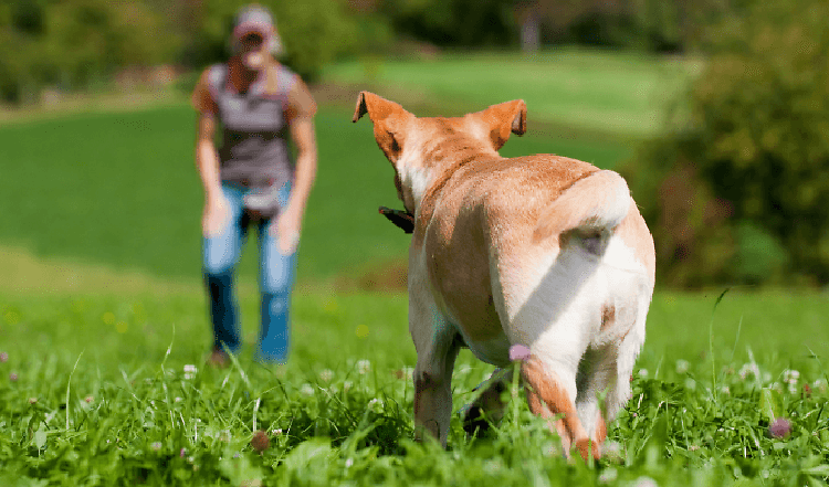 Der erfolgreiche Rückruf