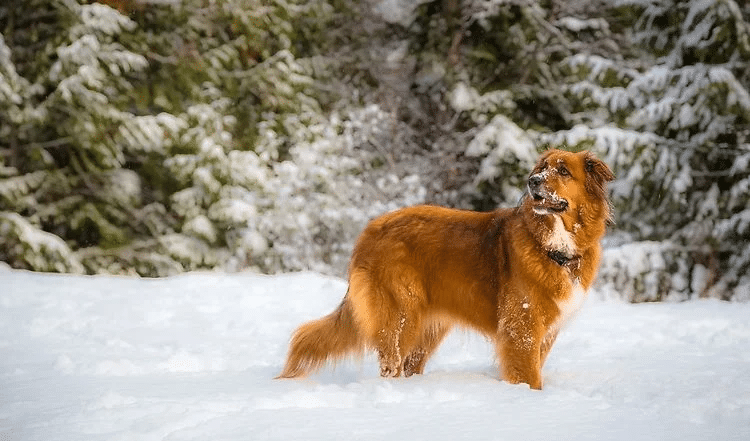 Hundefreundliche Badestellen und Hundestrände