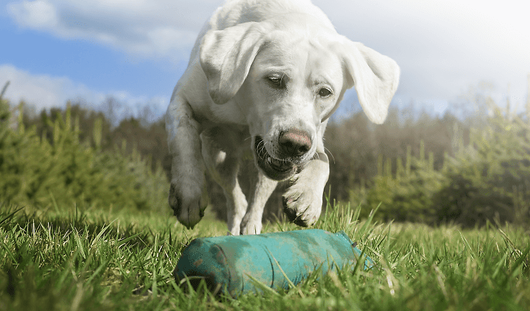 Dummytraining mit Hund