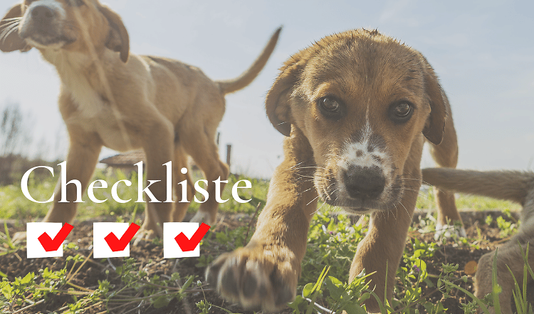 Checkliste: Ein Welpe zieht ein