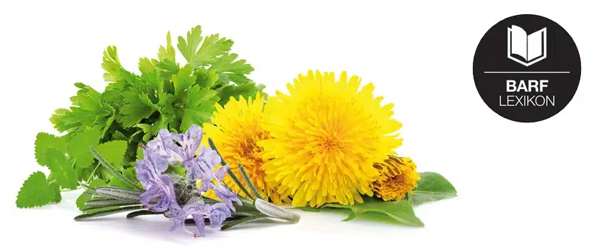 Pflanzen-Power: Kräuter beim BARFen