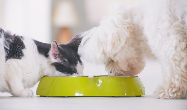 "Premix" – was ist das eigentlich?