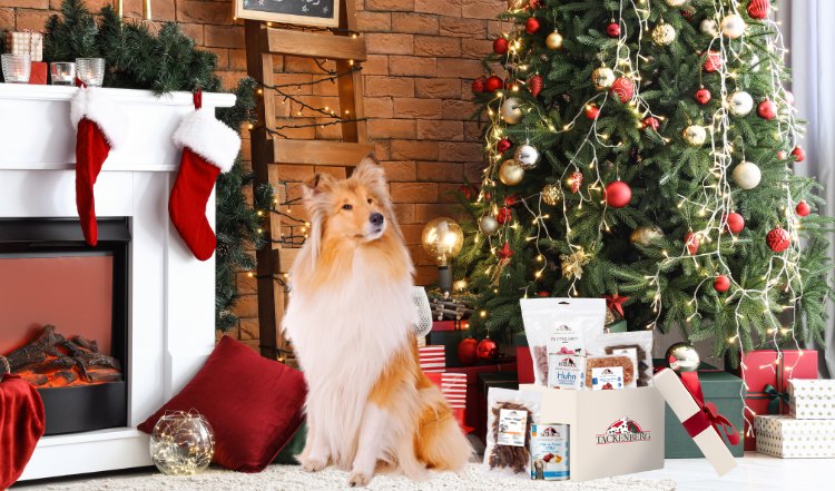 Weihnachten mit Hund – worauf solltest Du achten?