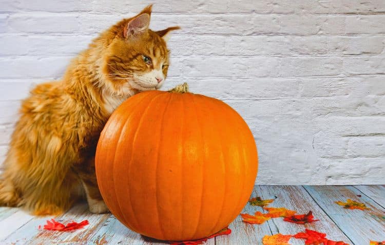 Freigänger Katzen an Halloween