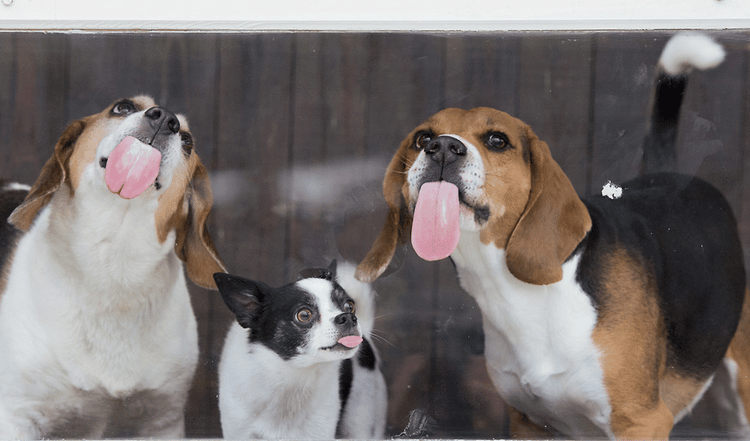 Lasst den Hunden ihre "Macken"