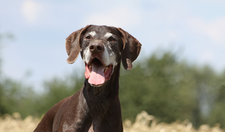 Wie ernähre ich meinen Hund im Alter richtig?