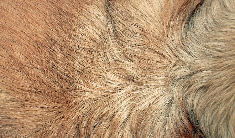 Die häufigsten Hautprobleme bei Hunden