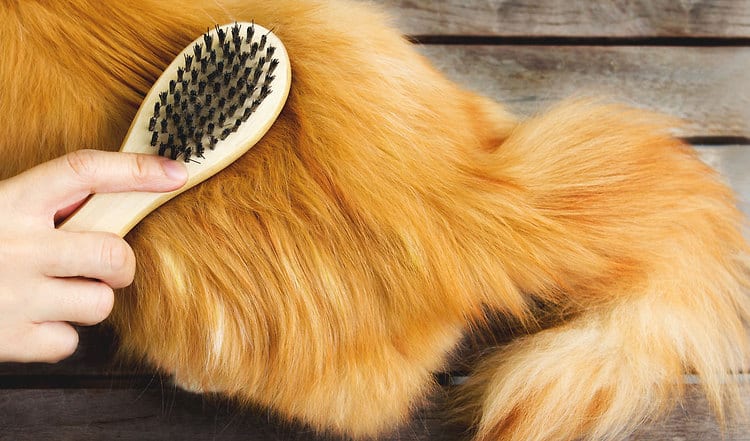 4 Tipps, die beim Fellwechsel von Hunden und Katzen unterstützen