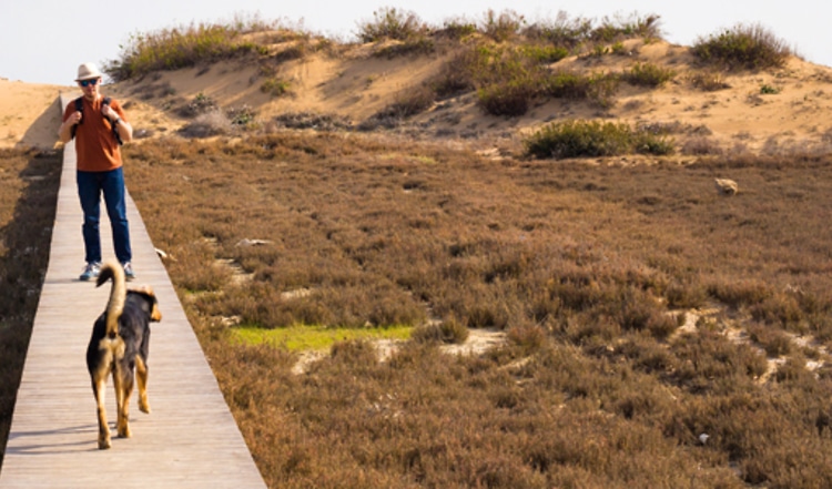 "Hierher!": Der erfolgreiche Rückruf