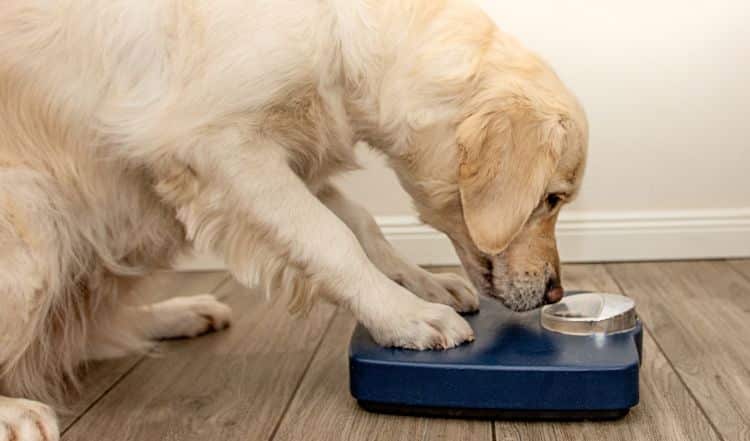 Abnehmen leicht gemacht &#8211; der Speck muss weg!