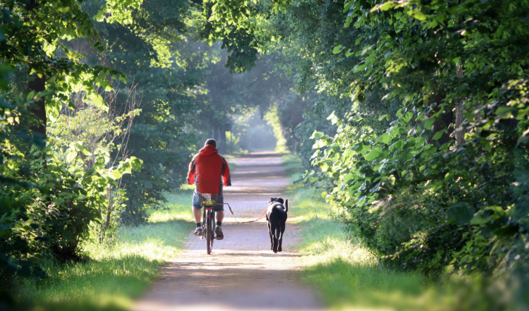 10 Tipps für eine entspannte Fahrradtour mit Deinem Hund