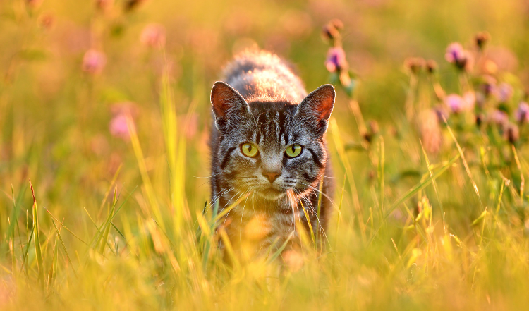 Tagebuch einer Freilaufkatze