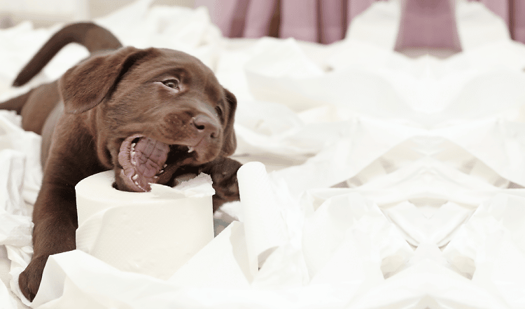 Ein Welpe zieht ein: Tipps für die ersten Wochen im neuen Zuhause